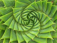 A green aloe plant forming swirl