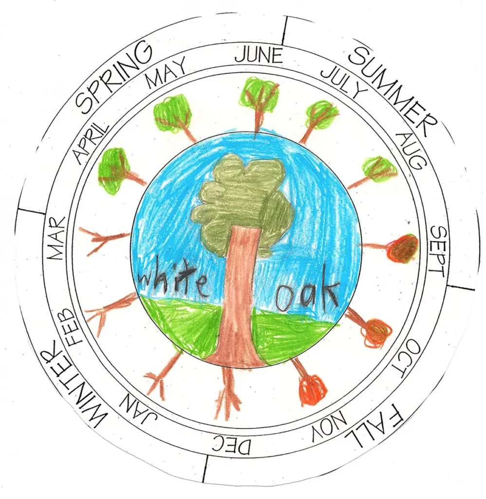 An example of a wheel featuring the lifecycle of a tree.